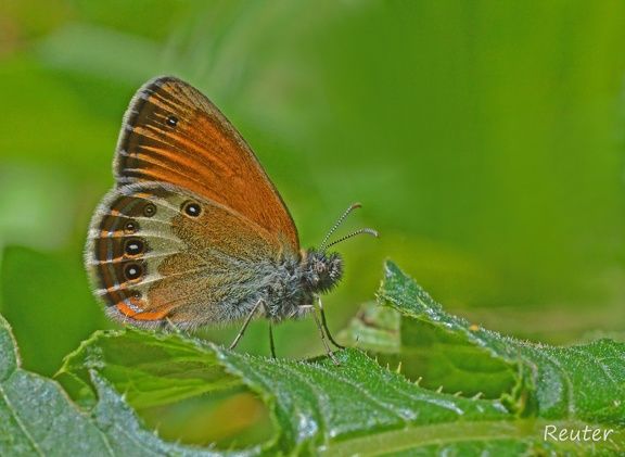 Weißbindiges Wiesenvögelchen (Coenonympha arcania)